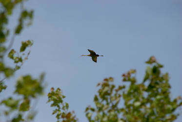 Sandhill Crane