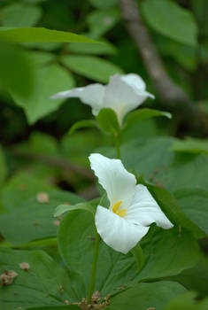 White Flower