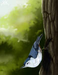 White breasted nuthatch (updated) by Paivatar