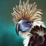 Philippine eagle