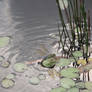 dragonfly on lillypads