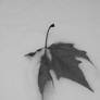 leaf in the snow