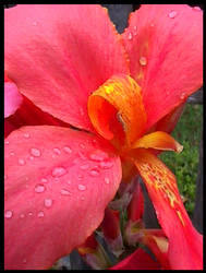 Canna Lily