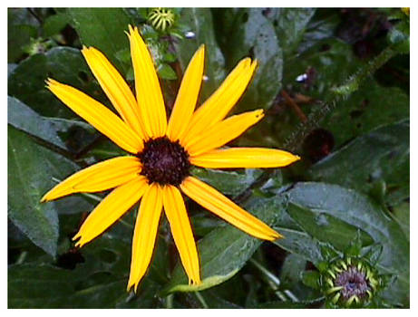 Black-Eye Susan