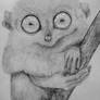 Tarsier