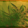 Oregon Chaparrel