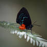 Atala Butterfly