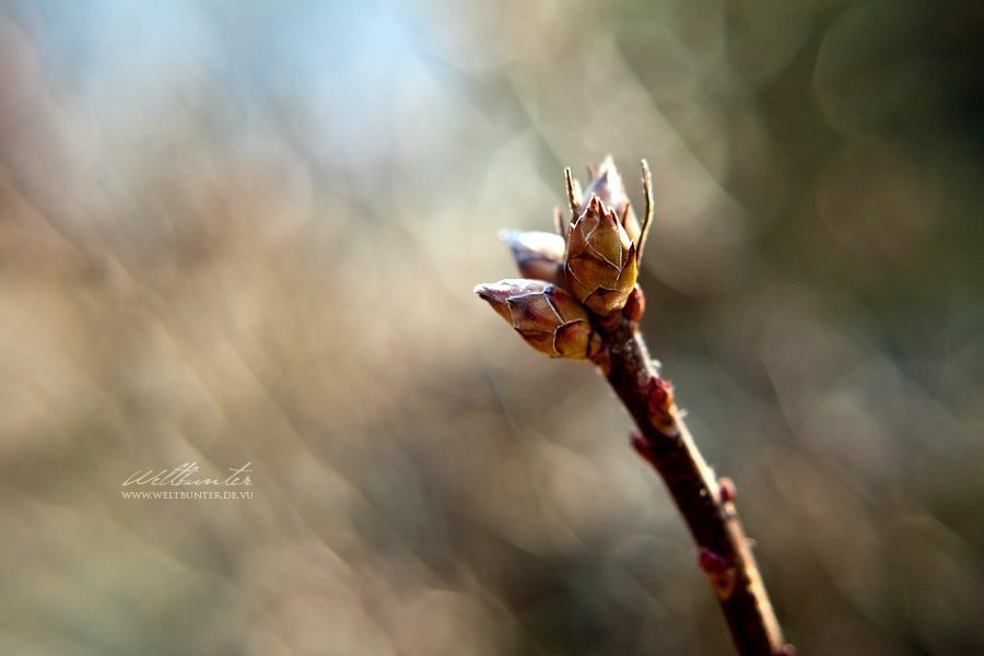 In My Garden