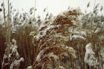 Cold morning by jb00bs