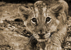 The lion cub