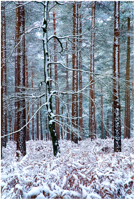 Winter Wind