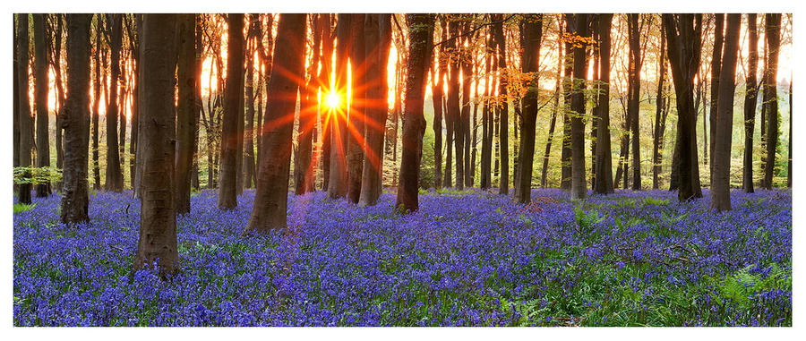 Blubells Panorama