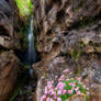 Sea Thrift