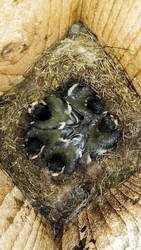 Great Tit nestlings (Parus major)