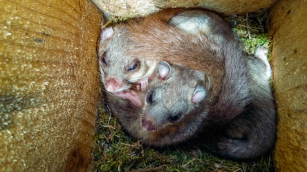 Edible dormouses (Myoxus glis) cuddling time