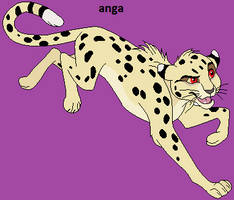 anga the cheetah