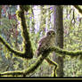 Marquam spotted owl close up