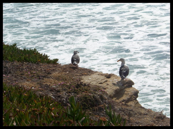 Seaguls.