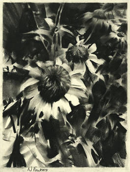 Flowers in Charcoal