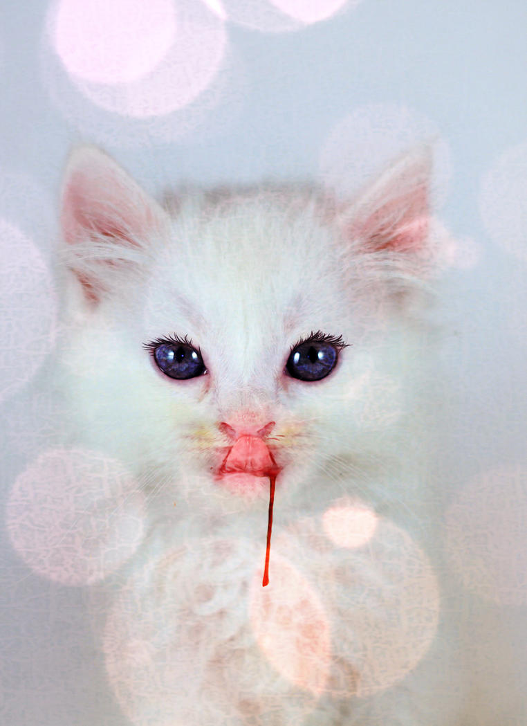 Розовая слюна. Милые котики. Котята с розовым носиком. Котята милашки. Котенок с сердечком.