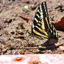 Butterfly Mud Bath