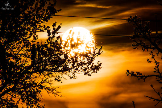 Ball on a tree