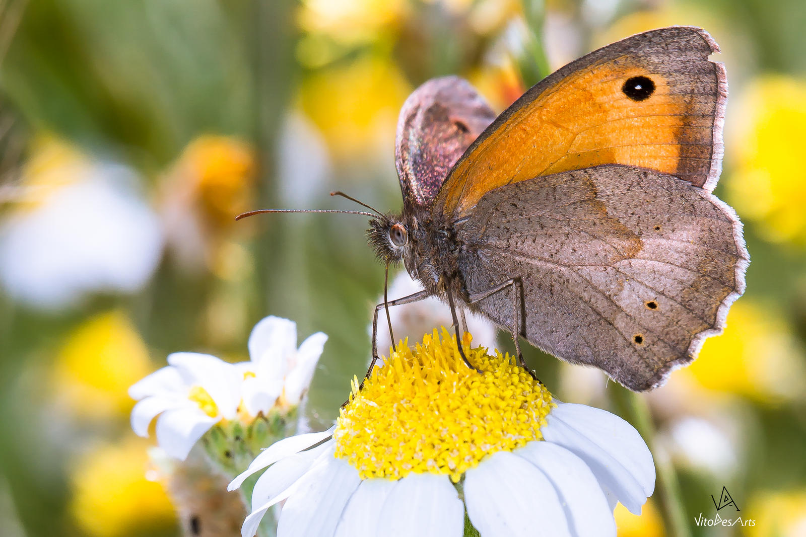 Butterfly Maniola Jurtina