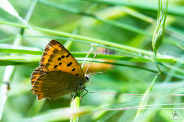 Butterfly Lycaena Phlaeas #2