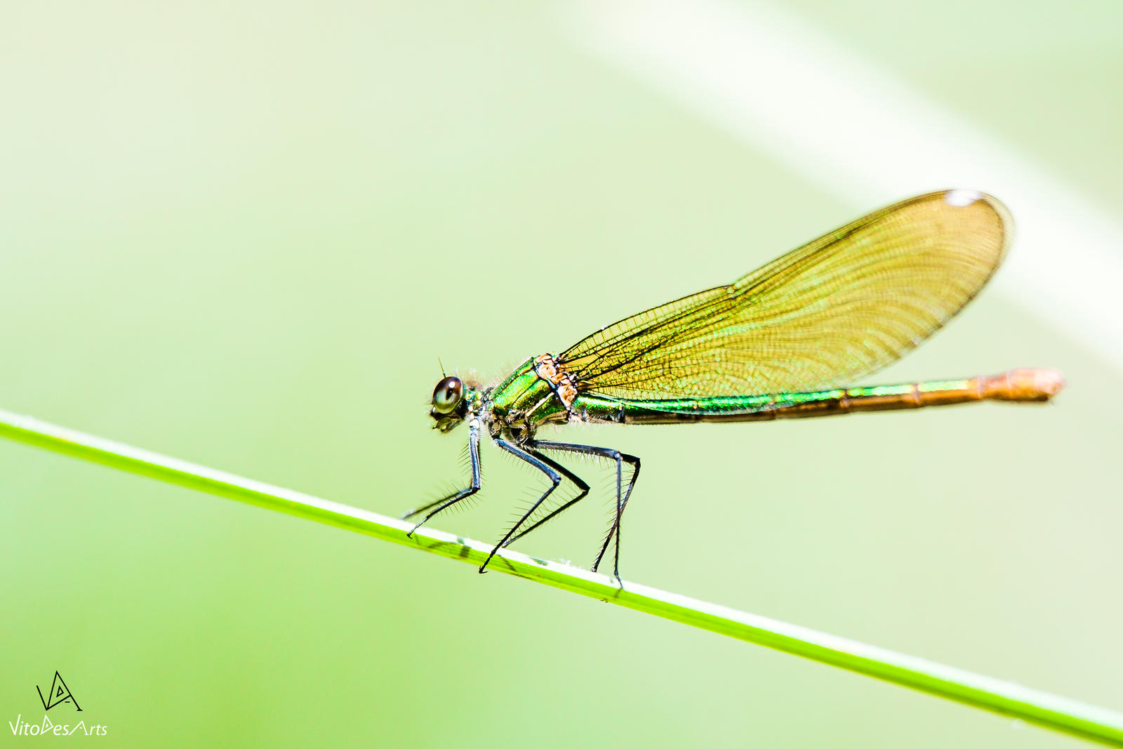 Calopteryx Virgo #1