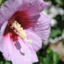 Rose of Sharon