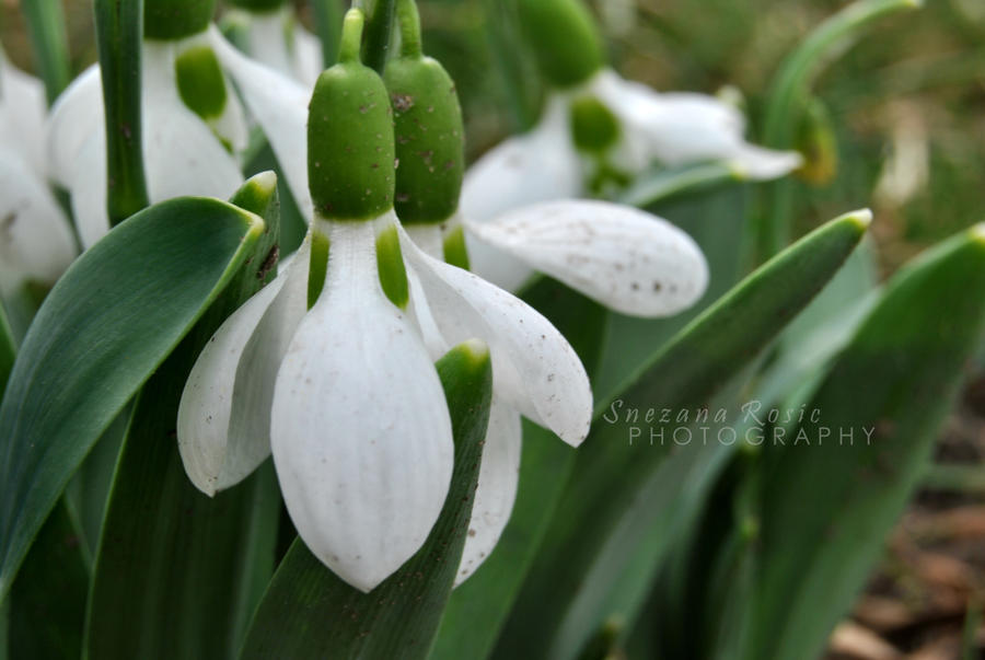 Snow Droplet