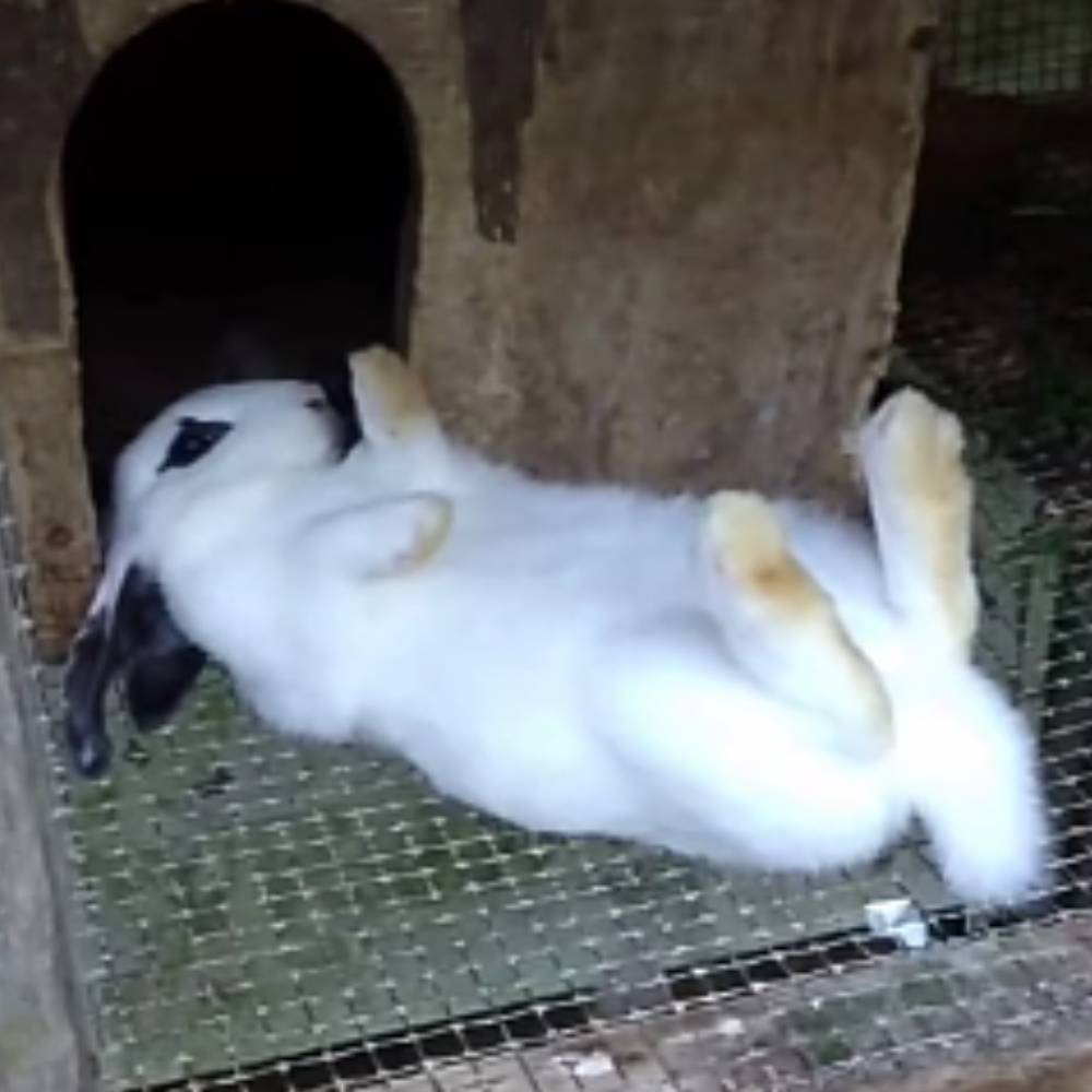 Stunted Rabbit fainted rabbit by EmmaTheToonFan on DeviantArt