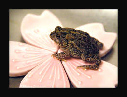 sakura toad