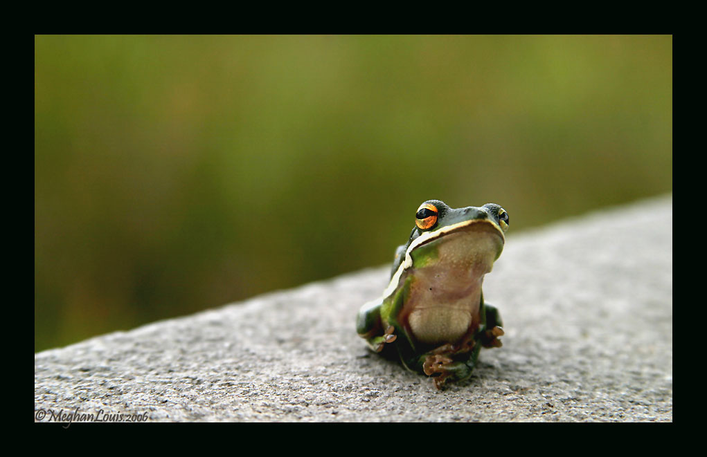 swamp frog 2