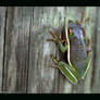 swamp frog 3