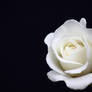 White Rose