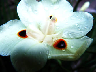 Snapshot 1 - Wet Flower