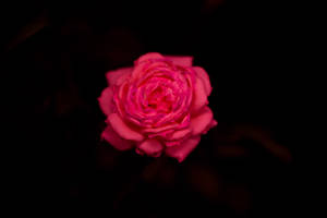 pretty rose in the night