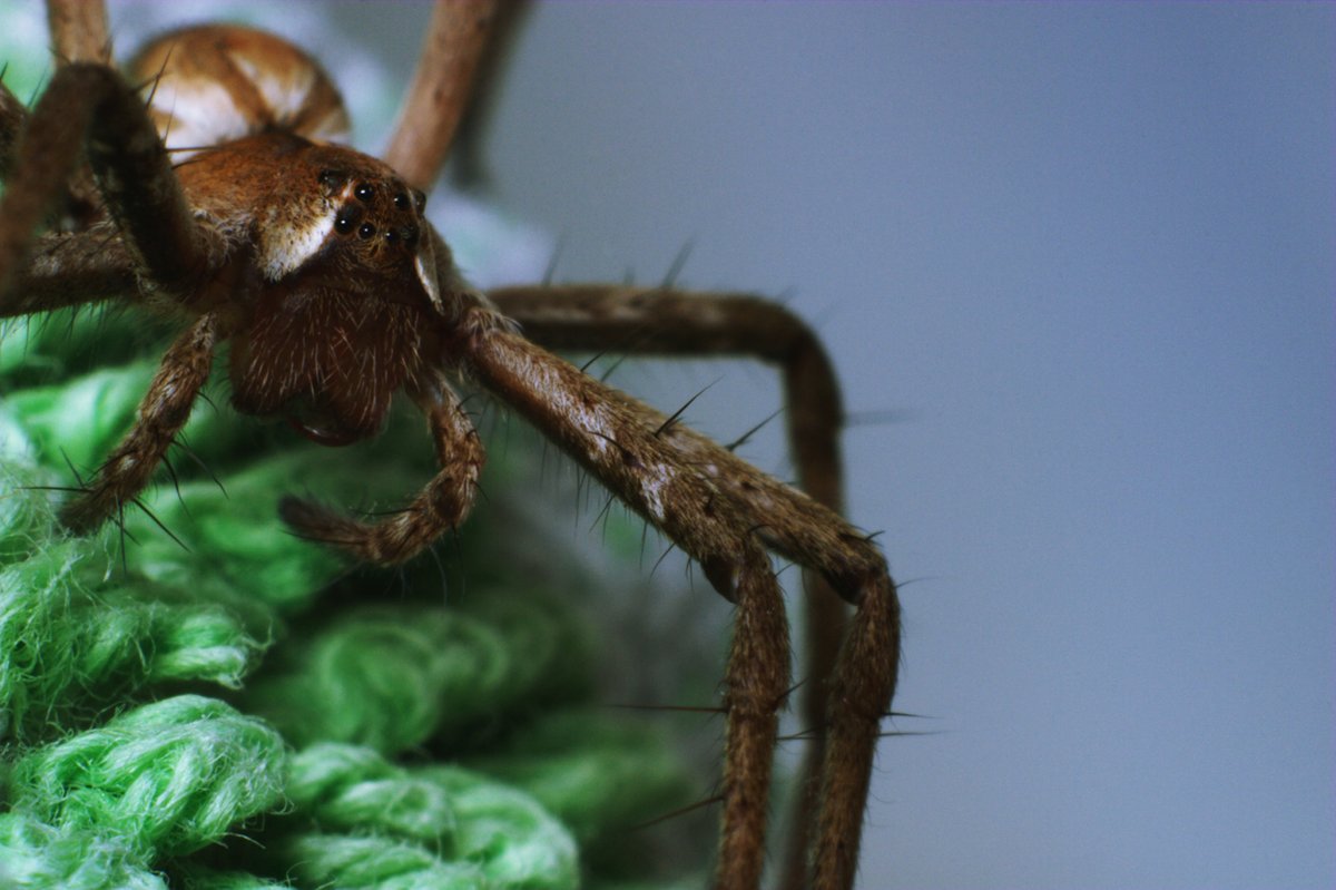 Wolf spider by mslijkhuis