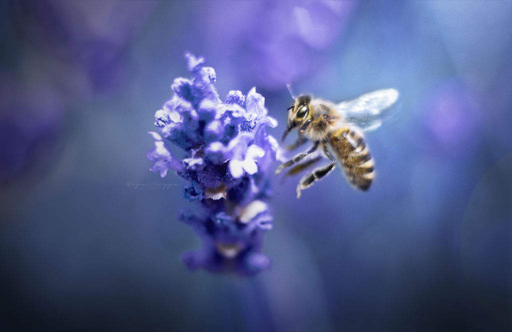 Honey bee