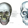 Human Anatomy - Skull