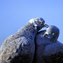 Pigeon Love