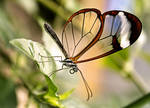 Glasswing by zestkitten