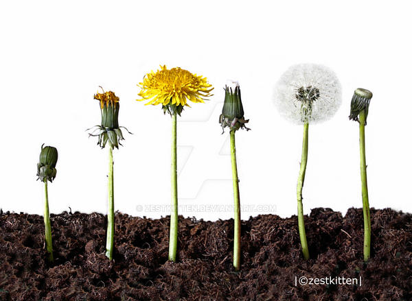 Life cycle of a Dandelion