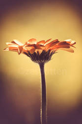 Gerbera in the Sunlight