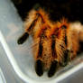 Grammostola rosea Red