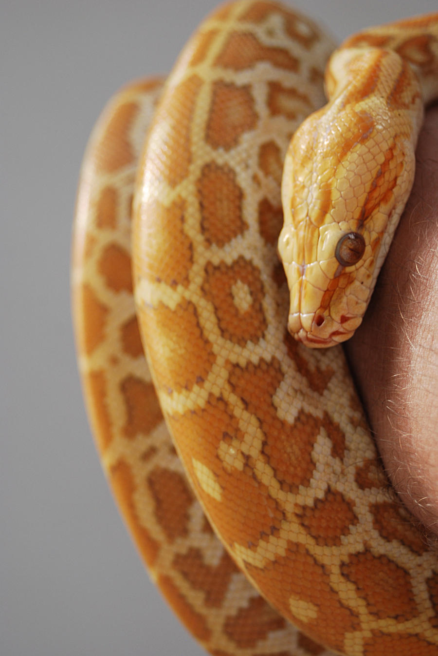 Burmese python - Hypo blond #2 by NEWShoah on DeviantArt