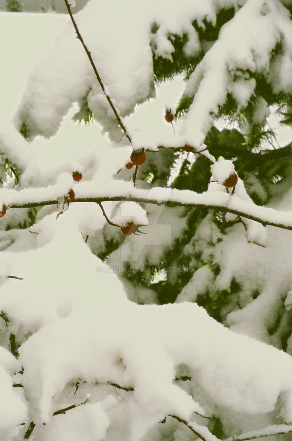 Winter Fruits