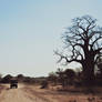 Baobab tree II