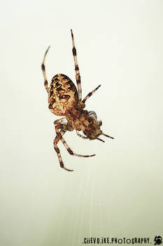 ::Spider again::